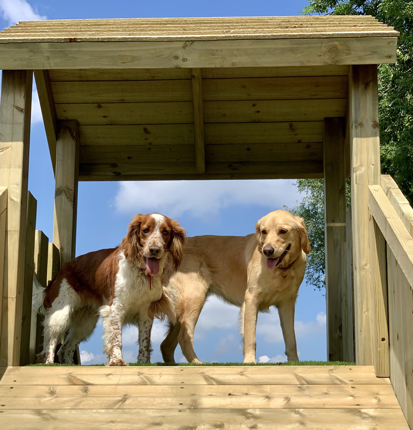 Dogs enjoying the wooden play equipment